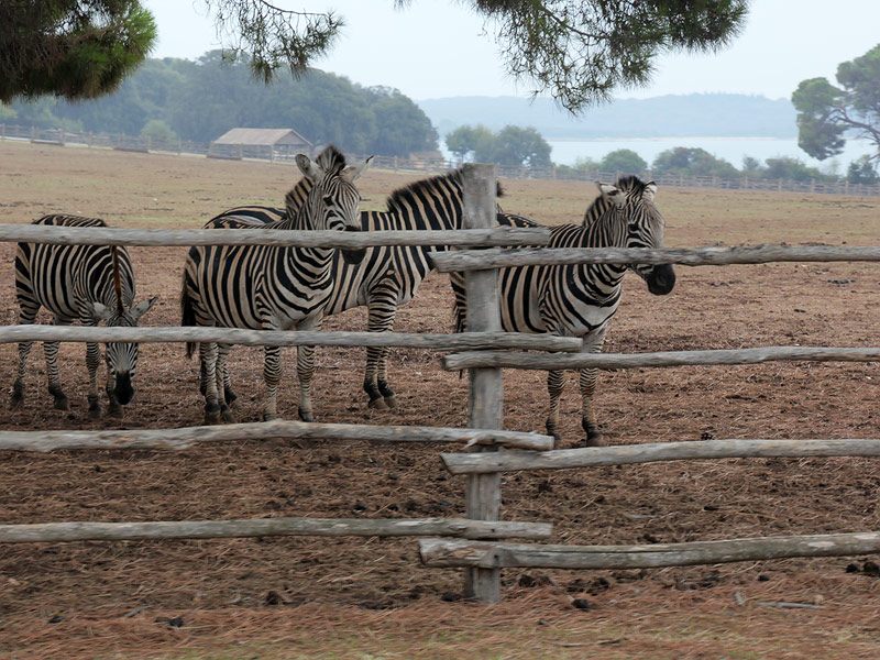 Глазами очевидцев: задумчивые зебры. В зоопарке острова